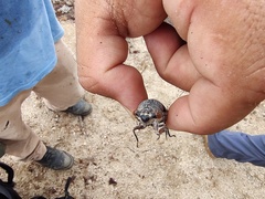 Diceroprocta digueti