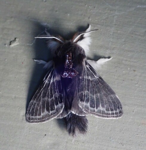 Larch Tolype Moth photo 6
