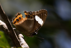 Hypolimnas saundersii