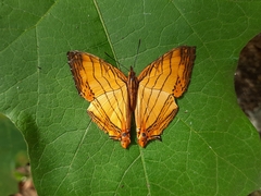 Cyrestis lutea