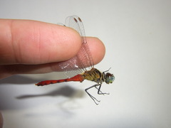 Sympetrum kunckeli