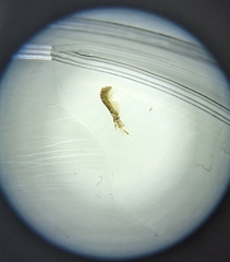 Monocorophium acherusicum