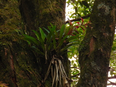 Tillandsia leiboldiana