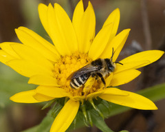 Melissodes microstictus