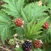 Cutleaf Blackberry - Photo (c) Bill Apostle Stefanidis, some rights reserved (CC BY-NC), uploaded by Bill Apostle Stefanidis