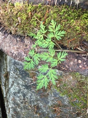 Conioselinum chinense