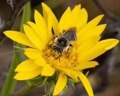 Melissodes microstictus