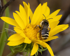 Melissodes microstictus