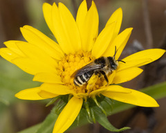 Melissodes microstictus