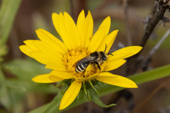 Melissodes microstictus