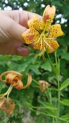 Lilium michiganense