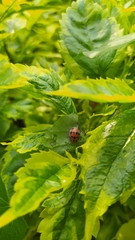 Epilachna tredecimnotata