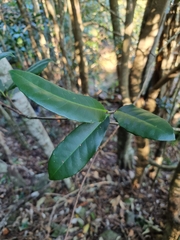 Corynocarpus rupestris arborescens