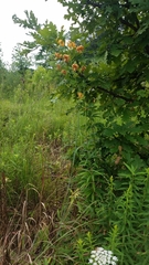 Lilium michiganense