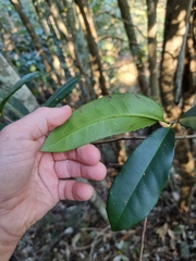 Corynocarpus rupestris arborescens