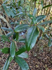 Corynocarpus rupestris arborescens