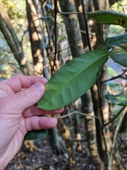 Corynocarpus rupestris arborescens