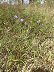 Liatris cymosa
