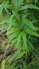 Lilium michiganense