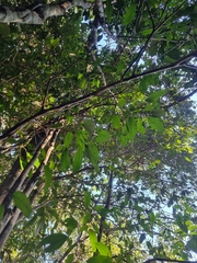 Corynocarpus rupestris arborescens