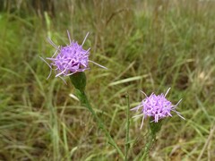 Liatris cymosa