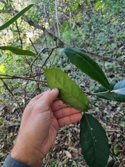 Corynocarpus rupestris arborescens