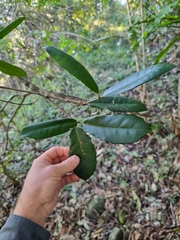 Corynocarpus rupestris arborescens