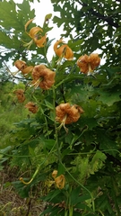 Lilium michiganense