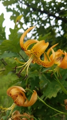 Lilium michiganense