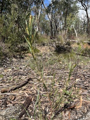 Daviesia leptophylla