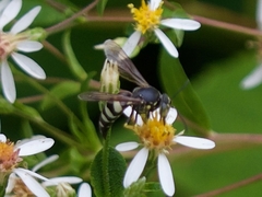 Bicyrtes quadrifasciatus