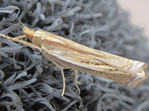 Ancylolomia japonica Zeller