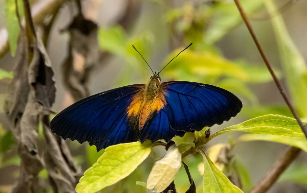 Cethosia lamarckii