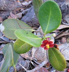 Clusia weddelliana