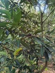 Samadera