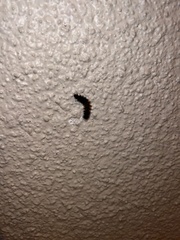 Lepidoptera