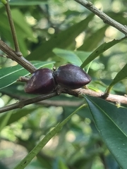 Samadera