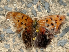 Polygonia interrogationis
