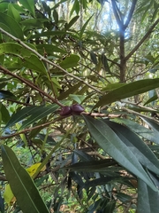 Samadera