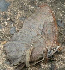 Polygonia interrogationis