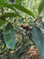 Samadera
