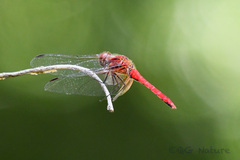Sympetrum speciosum