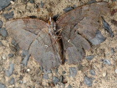 Polygonia interrogationis