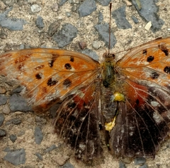 Polygonia interrogationis