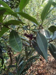 Samadera