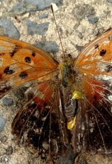 Polygonia interrogationis