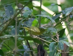 Phylloscopus ricketti