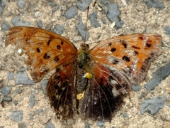 Polygonia interrogationis