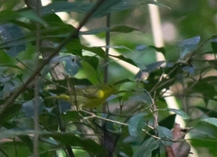 Phylloscopus ricketti
