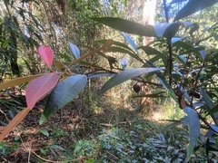 Samadera